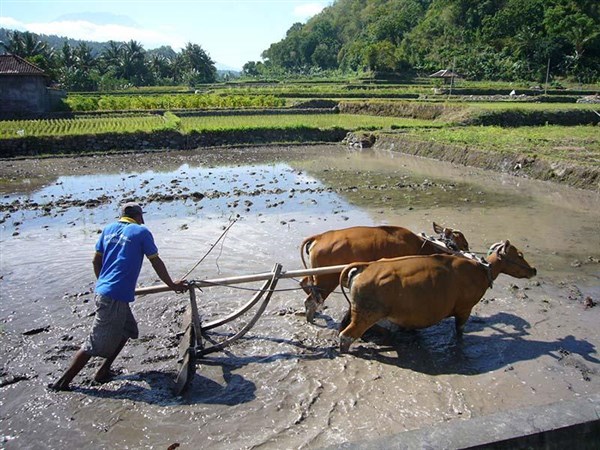 To Nejlepší z Bali + pobyt u moře farmář | To Nejlepší z Bali + pobyt u moře