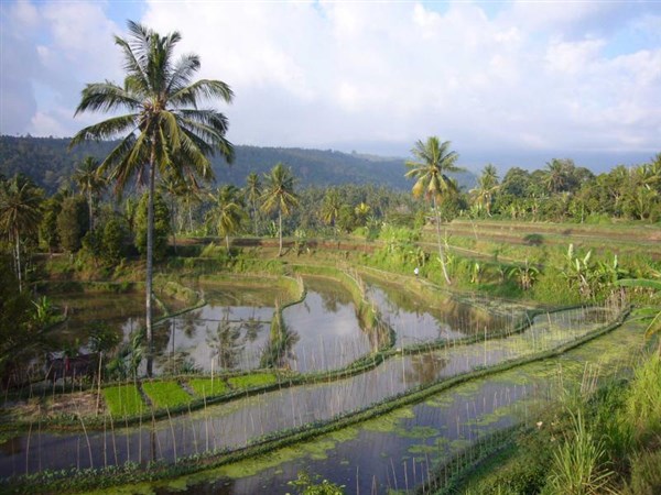 To Nejlepší z Bali + pobyt u moře farmy | To Nejlepší z Bali + pobyt u moře