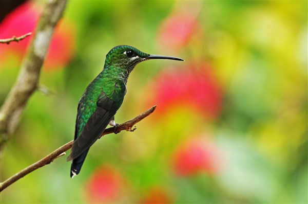 TO NEJLEPŠÍ Z KOSTARIKY kolibřík | TO NEJLEPŠÍ Z KOSTARIKY