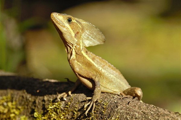 TO NEJLEPŠÍ Z KOSTARIKY ještěrka | TO NEJLEPŠÍ Z KOSTARIKY