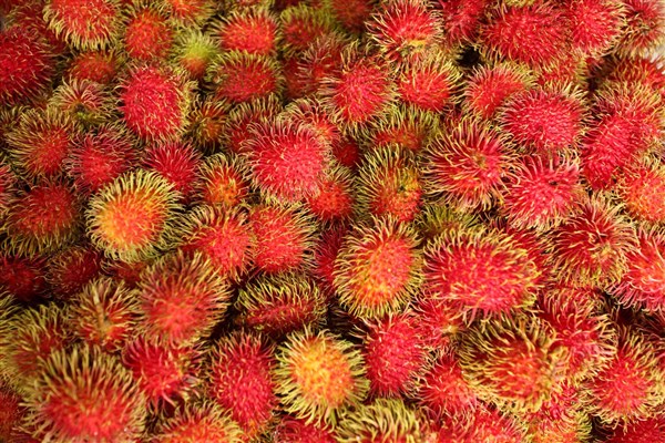 TO NEJLEPŠÍ Z KOSTARIKY lichi | TO NEJLEPŠÍ Z KOSTARIKY