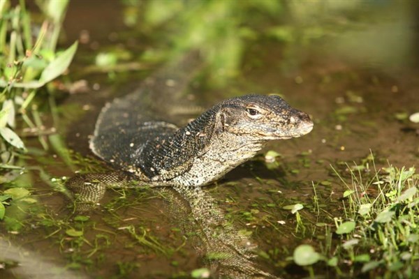OKRUH BORNEO SABAH ještěrka | OKRUH BORNEO SABAH