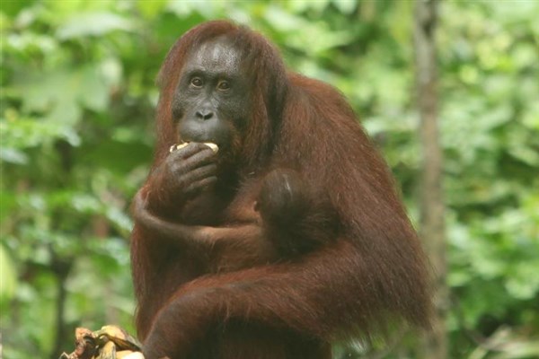 OKRUH BORNEO SABAH orangutan | OKRUH BORNEO SABAH