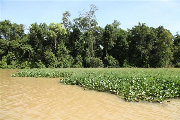 OKRUH BORNEO SABAH řeka a prales | OKRUH BORNEO SABAH