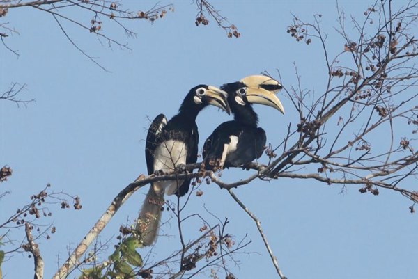 OKRUH BORNEO SABAH tukani | OKRUH BORNEO SABAH