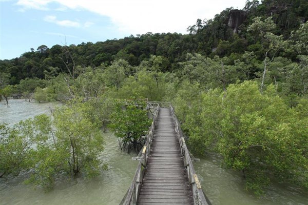 OKRUH BORNEO SARAWAK lávka okolo mangrovů | OKRUH BORNEO SARAWAK