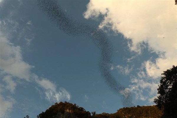 OKRUH BORNEO SARAWAK netopýři | OKRUH BORNEO SARAWAK