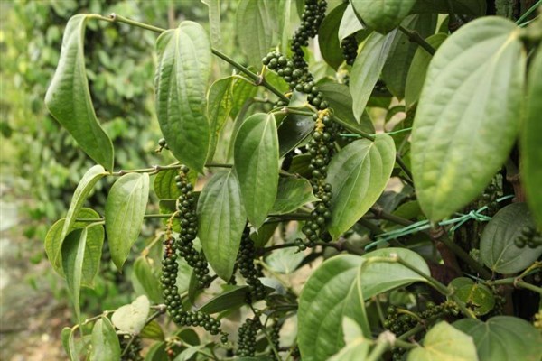 OKRUH BORNEO SARAWAK pepřová plantáž | OKRUH BORNEO SARAWAK