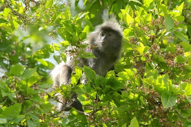 OKRUH BORNEO SARAWAK