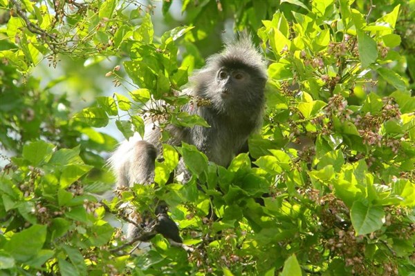 OKRUH BORNEO SARAWAK