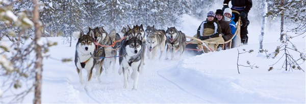 Laponsko - Za polární kruh husky psi | Laponsko - Za polární kruh