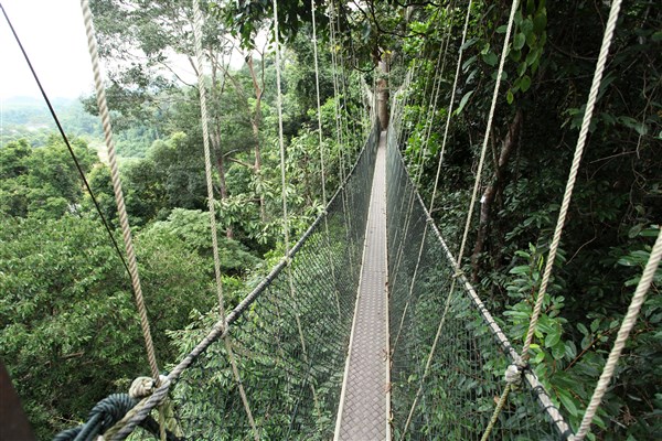 OKRUH MALAJSIÍ most v korunách stromů | OKRUH MALAJSIÍ
