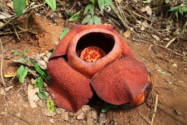 OKRUH MALAJSIÍ květina | OKRUH MALAJSIÍ