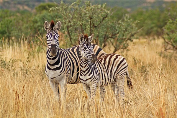 MPUMALANGA & VICTORIA FALLS zebry | MPUMALANGA & VICTORIA FALLS