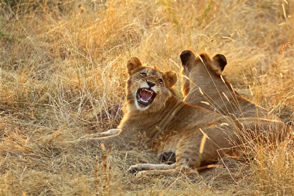 MPUMALANGA & VICTORIA FALLS