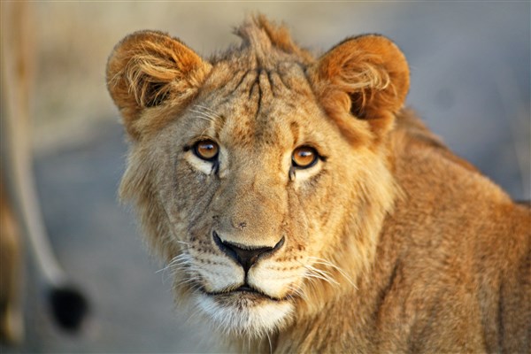 MPUMALANGA & VICTORIA FALLS