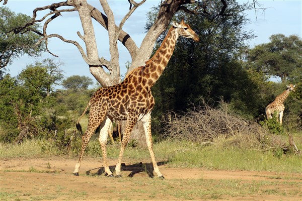 MPUMALANGA & VICTORIA FALLS žirafa | MPUMALANGA & VICTORIA FALLS