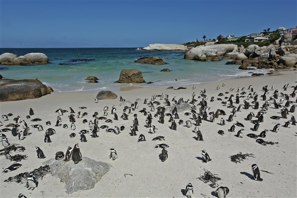ZÁPADNÍ KAPSKO tučňáci | ZÁPADNÍ KAPSKO