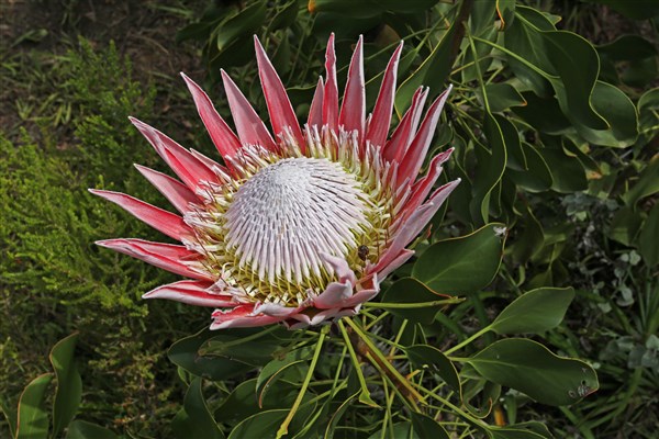 ZÁPADNÍ KAPSKO květina | ZÁPADNÍ KAPSKO