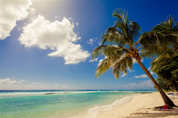 Sugar Bay Barbadospláž s palmou | Sugar Bay Barbados