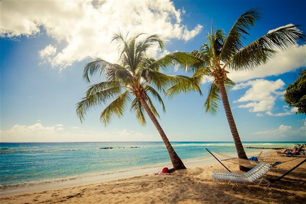 Sugar Bay Barbados pláž s palmou | Sugar Bay Barbados