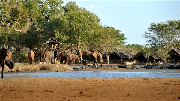 Stádo slonů u napajedla. | Malé safari v NP Tsavo + pobyt u moře