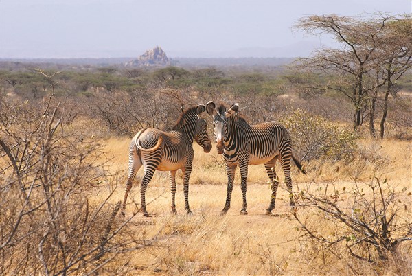 Dvě zebry v savaně. | Malé safari v NP Tsavo + pobyt u moře