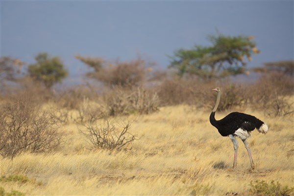 Pštros. | Malé safari v NP Tsavo + pobyt u moře