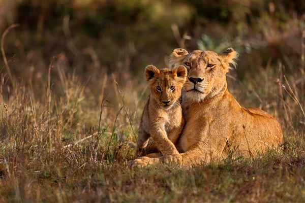 Lvice s lvíčetem. | Malé safari v NP Tsavo + pobyt u moře