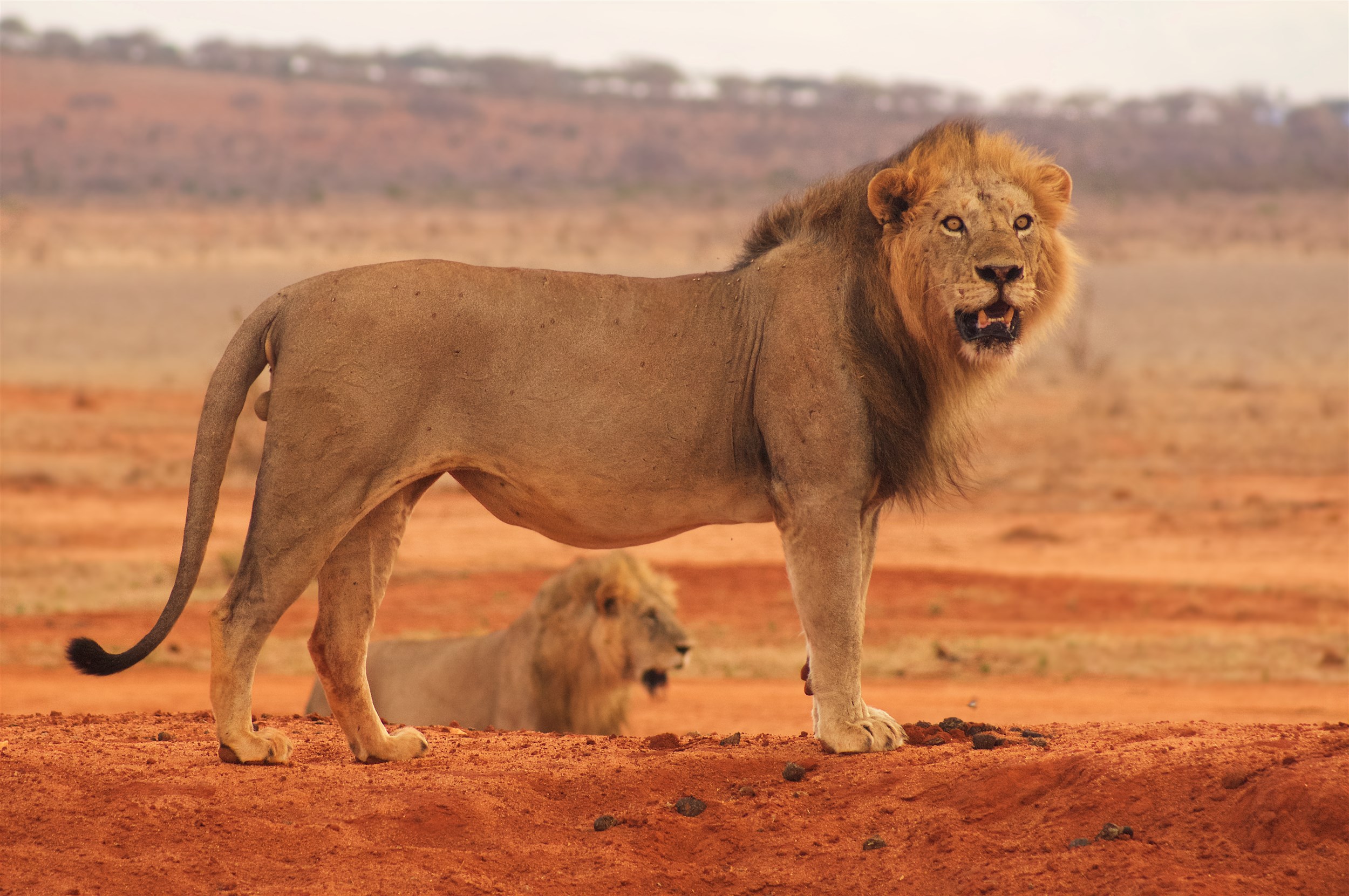 Malé safari v NP Tsavo + pobyt u moře