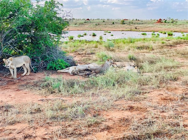 Lví smečka u jezera. | Malé safari v NP Tsavo + pobyt u moře