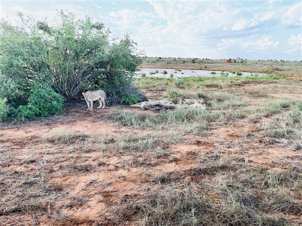Lví smečka u jezera. | Malé safari v NP Tsavo + pobyt u moře