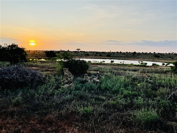 Lví smečka u jezera. | Malé safari v NP Tsavo + pobyt u moře