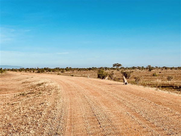 3 gepardi na písečné cestě. | Malé safari v NP Tsavo + pobyt u moře