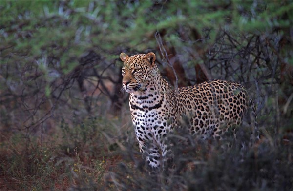 NÁRODNÍ PARKY UGANDY leopard | NÁRODNÍ PARKY UGANDY