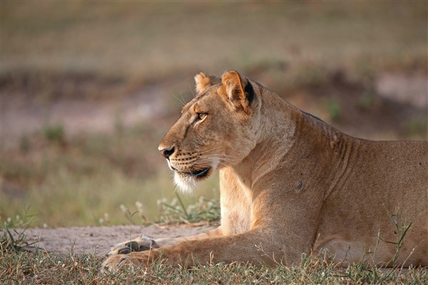 NÁRODNÍ PARKY UGANDY lvice | NÁRODNÍ PARKY UGANDY