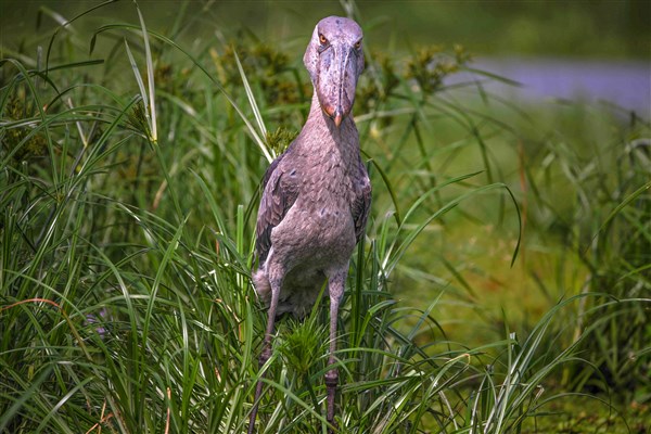 NÁRODNÍ PARKY UGANDY pták shoebill | NÁRODNÍ PARKY UGANDY