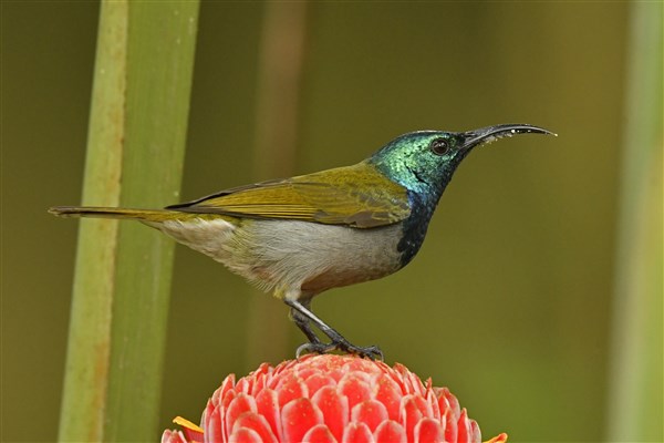 NÁRODNÍ PARKY UGANDY malý ptáček | NÁRODNÍ PARKY UGANDY