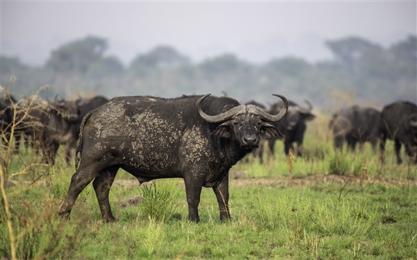 NÁRODNÍ PARKY UGANDY buffalo | NÁRODNÍ PARKY UGANDY