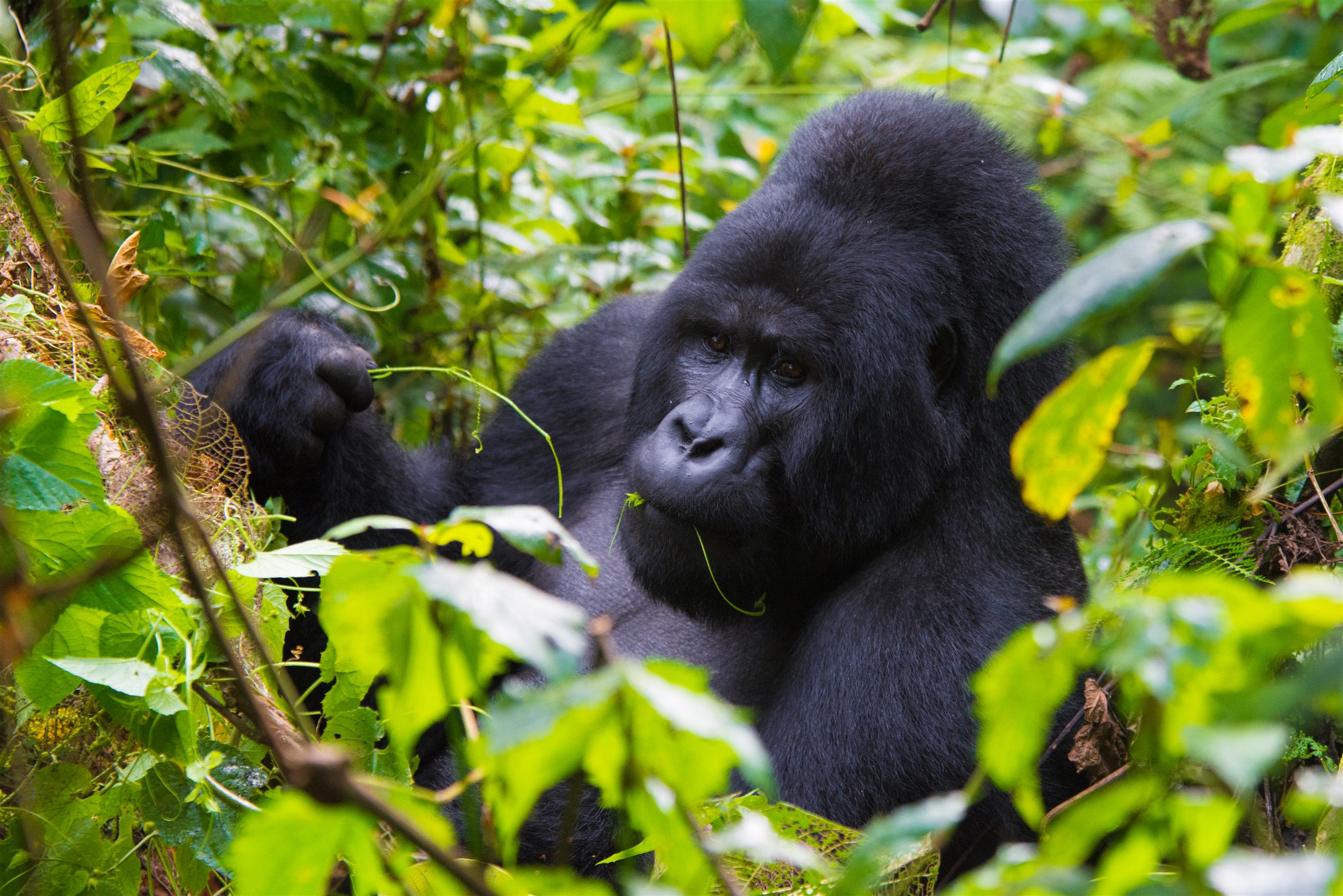 NÁRODNÍ PARKY UGANDY