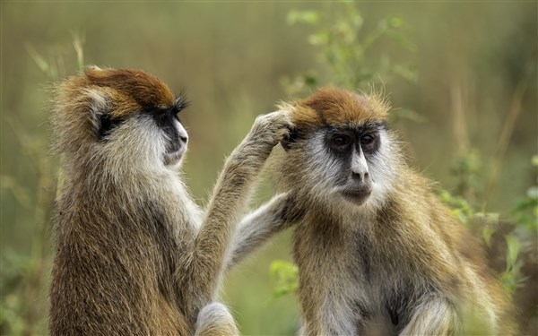 NÁRODNÍ PARKY UGANDY opice | NÁRODNÍ PARKY UGANDY