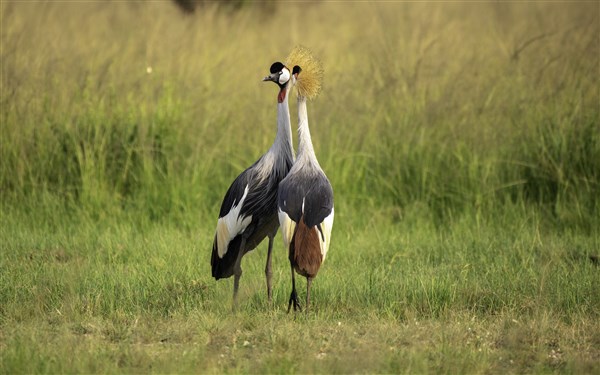 NÁRODNÍ PARKY UGANDY ptactvo | NÁRODNÍ PARKY UGANDY