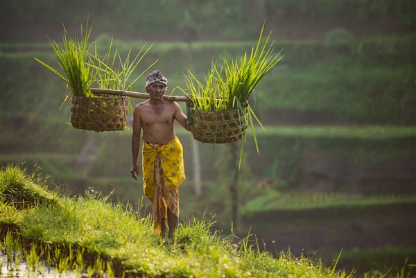 To Nejlepší z Bali + pobyt u moře farář rýže | To Nejlepší z Bali + pobyt u moře