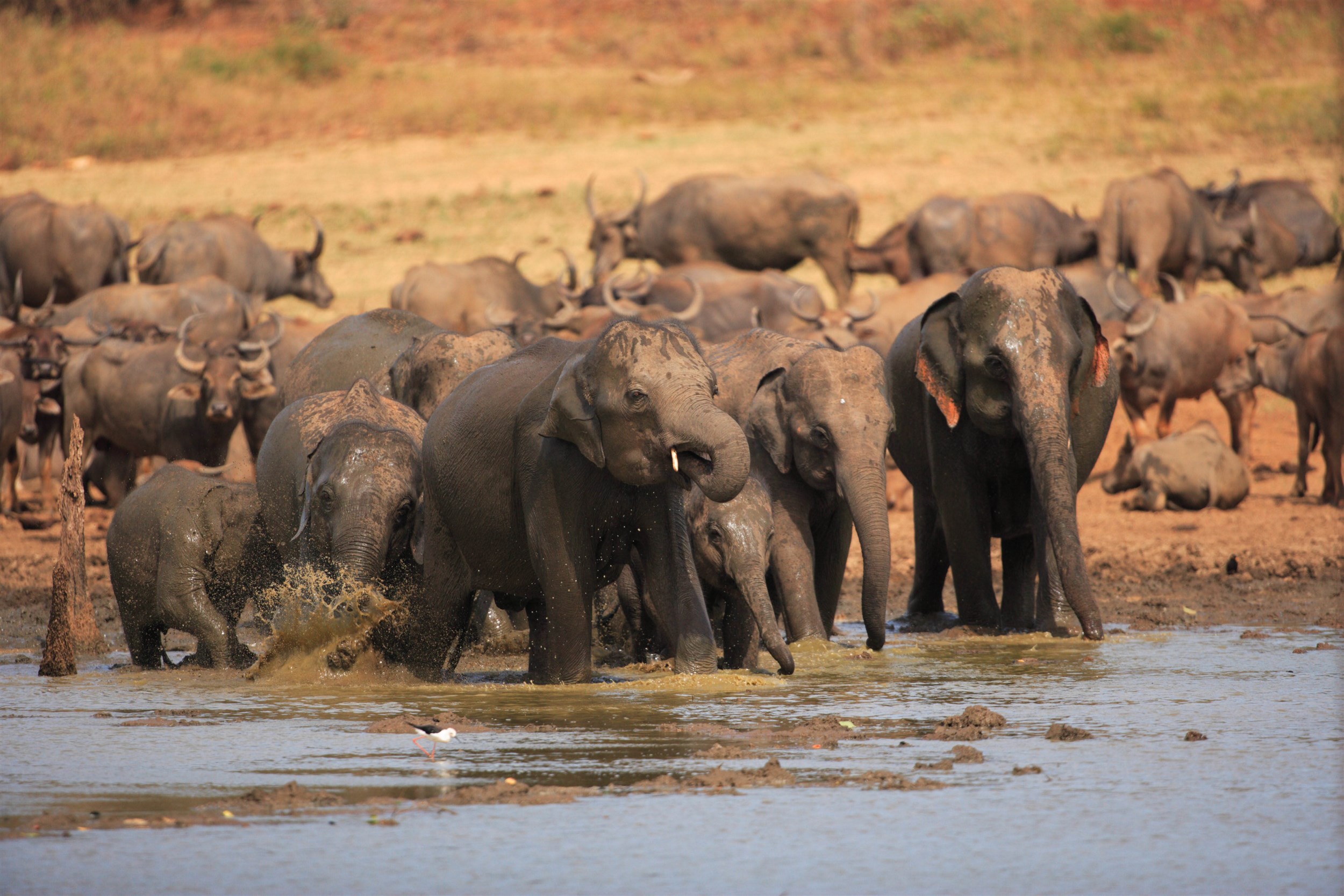 Velký okruh Srí Lankou