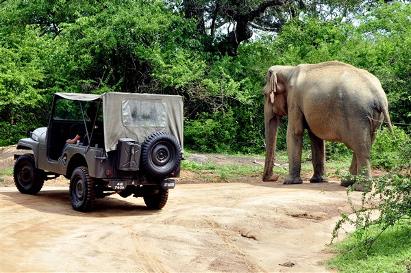 Safari auto se slonem | Poklady Srí Lanky s českým průvodcem