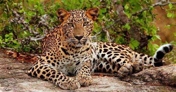 tygr | Velký okruh Srí Lankou + pobyt na Maledivách